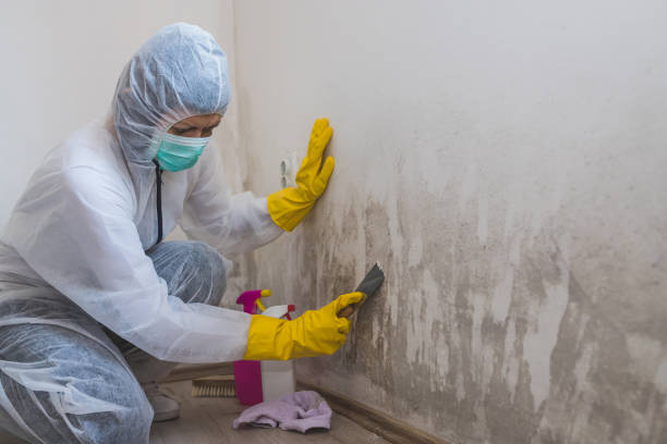 Best Residential Mold Inspection & Testing  in Cedar Bluff, AL