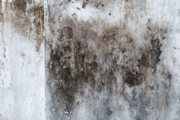 Best Water Damage & Mold Remediation  in Cedar Bluff, AL