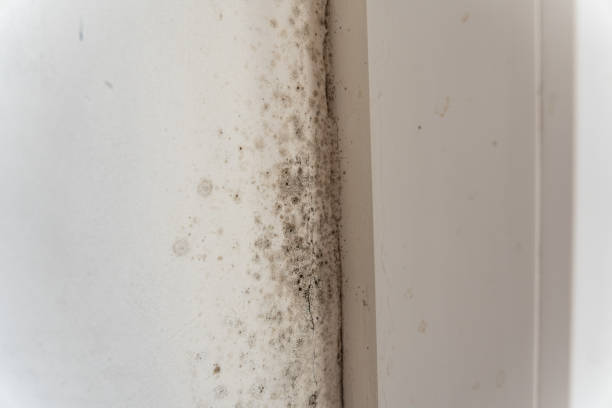 Reliable Cedar Bluff, AL Mold Removal Solutions